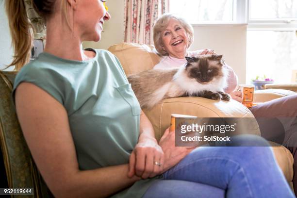 she enjoys receiving visitors - old lady cat stock pictures, royalty-free photos & images