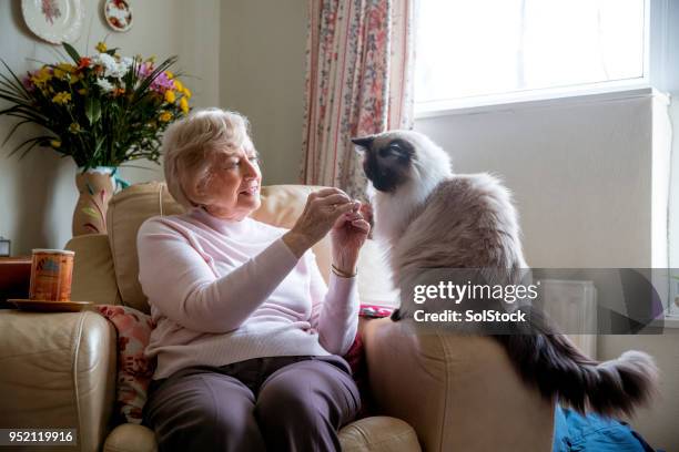 la donna anziana e il suo gatto domestico - animale domestico foto e immagini stock