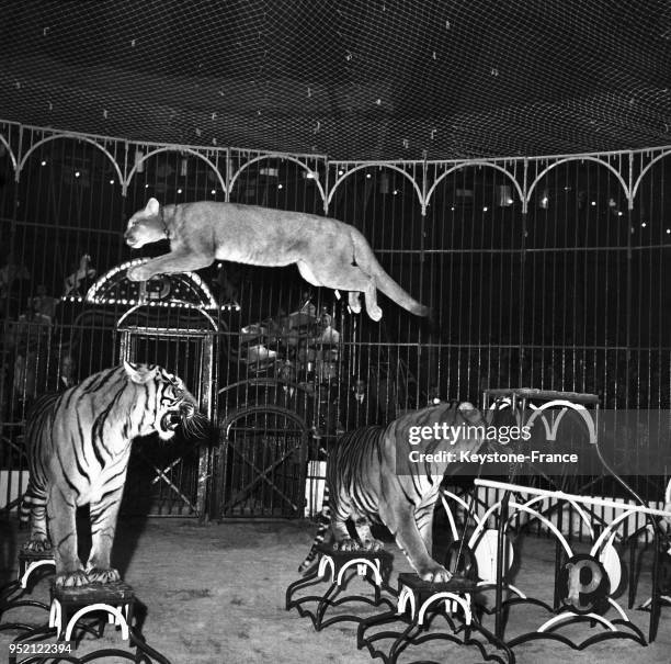 Tigres et lionne lors d'un numéro du cirque Pinder, à Chanceaux-sur-Choisille, France circa 1950.