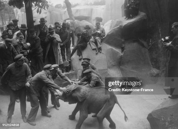 Arrivée mouvementée au zoo de Vincennes d'un jeune éléphant récalcitrant, à Vincennes, France en 1935.