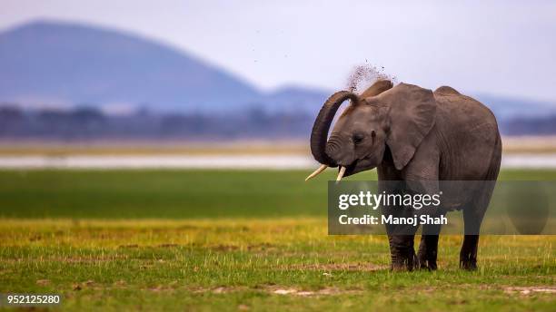 african elephant busy dusting under the mount kilimanjaro slopesafrican elephant busy dusting under the mount kilimanjaro slopes - 長牙 個照片及圖片檔