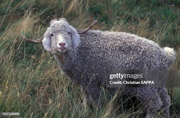 Bouc dans un élevage de chèvres angoras à Mont-Dore, dans le puy de Dôme, en août 1995, France.