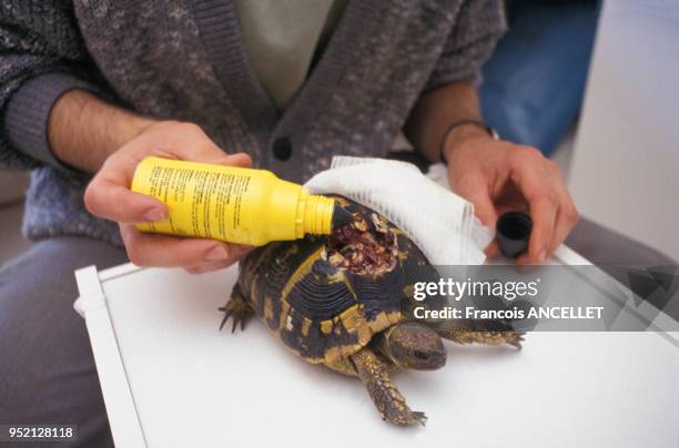 Vétérinaire désinfectant une plaie sur la carapace d'une tortue dans la clinique du village des Tortues à Gonfaron, en mai 1991, dans le Var, France.