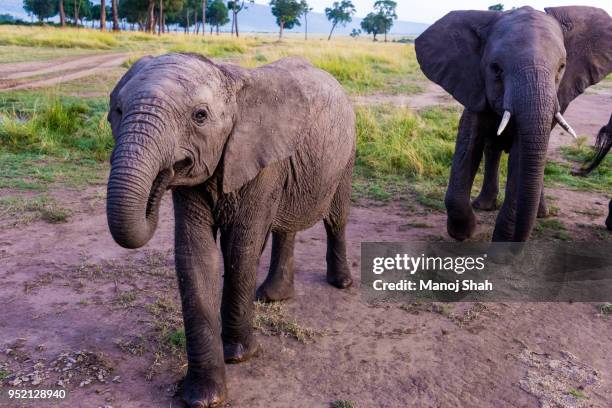 african elephant calf with herd in masai mara. - african elephant calf stock pictures, royalty-free photos & images