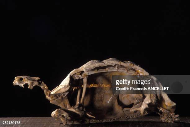 Squelette de tortue au village des Tortues à Gonfaron, en mai 1991, dans le Var, France.