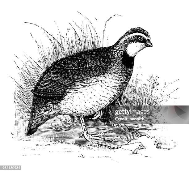virginia quail - quail bird stock illustrations