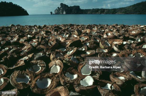 Open Coconut Shell Coconut Shell Photos and Premium High Res Pictures - Getty Images