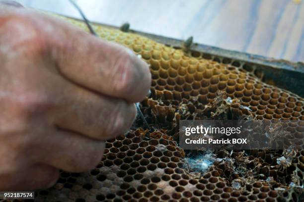 La pratique du picking est une technique de pointe qui consiste à prélever des jeunes larves d?un cadre et de les transposer dans des cellules...