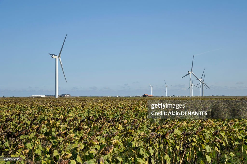 Eolienne et champ de tournesol en Vendee