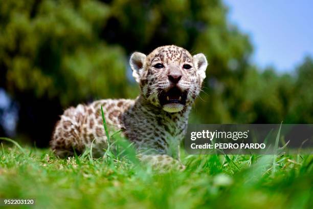 Jaguar cub is pictured at the "Reino Animal" zoo in Teotihuacan, Mexico state, on April 27, 2018. - Two jaguars were born in captivity last March 19,...