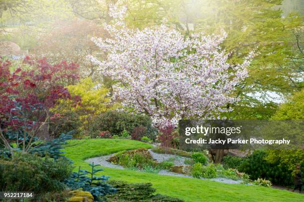 japanese white and pink cherry blossom tree in the spring sunshine - cerejeira árvore frutífera - fotografias e filmes do acervo