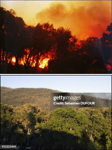 The woods on fire around Jerome Ferte's house.