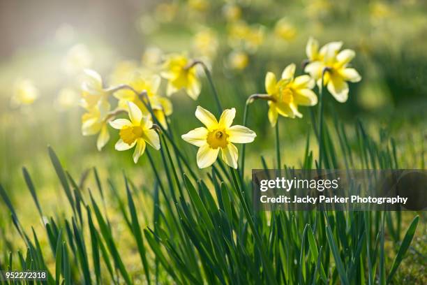 spring yellow daffodils - narcissus flowers backlit by hazy sunshine - おしべ ストックフォトと画像