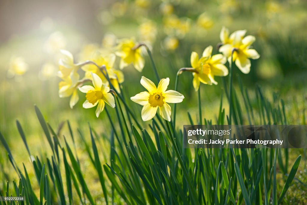 Spring yellow Daffodils - Narcissus flowers backlit by hazy sunshine