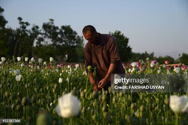 In this photo taken on April 27, 2018 an Afghan farmer harvest opium sap from a poppy field on the outskirts Mazar-i-Sharif. The US government has...