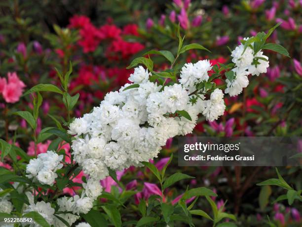bridal-wreath vanhoutte spirea and colorful azaleas - spirea stock pictures, royalty-free photos & images