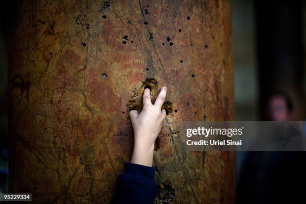 Boy places his fingers into the crucifix-shaped holes in one of the ancient columns in the Church of the Nativity, as Christians gather for Christmas...
