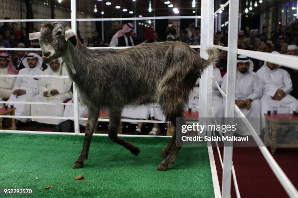 Goat is displayed on a stage for animal breeders and collectors during a rare levant goat auction and exhibition on April 2018, in Amman, Jordan....