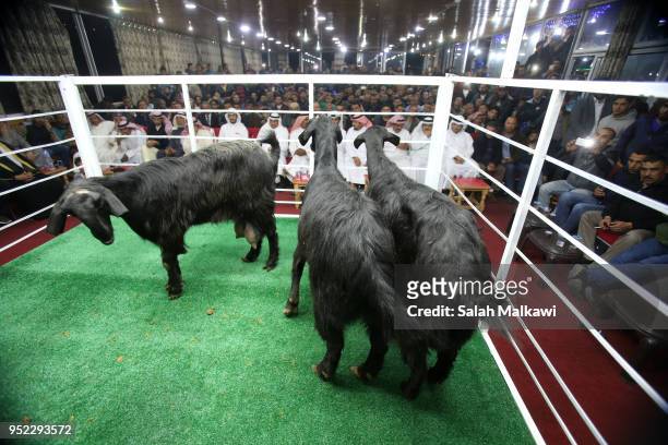 Goats displayed on a stage for animal breeders and collectors during a rare levant goat auction and exhibition on April 2018, in Amman, Jordan....