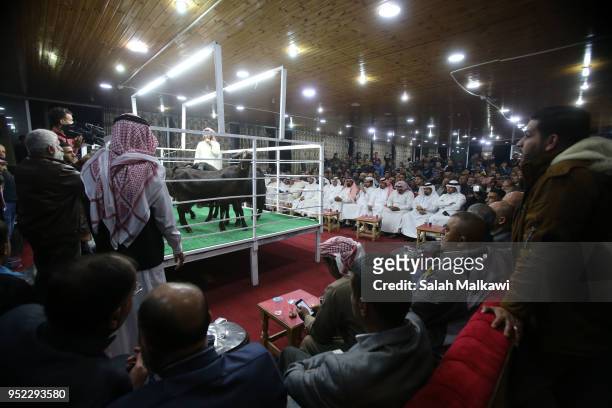 Goats displayed on a stage for animal breeders and collectors during a rare levant goat auction and exhibition on April 2018, in Amman, Jordan....