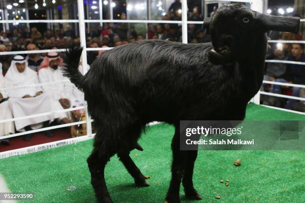 Goat is displayed on a stage for animal breeders and collectors during a rare levant goat auction and exhibition on April 2018, in Amman, Jordan....