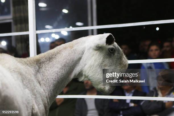 Goat is displayed on a stage for animal breeders and collectors during a rare levant goat auction and exhibition on April 2018, in Amman, Jordan....