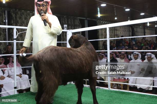 Rashid al-Naser, a Kuwaiti animal breeder leads the auction for rare levant goat auction and exhibition on April 2018, in Amman, Jordan. Animal...