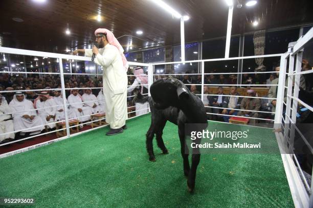 Rashid al-Naser, a Kuwaiti animal breeder leads the auction for rare levant goat auction and exhibition on April 2018, in Amman, Jordan. Animal...
