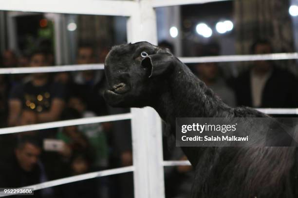 Goat is displayed on a stage for animal breeders and collectors during a rare levant goat auction and exhibition on April 2018, in Amman, Jordan....