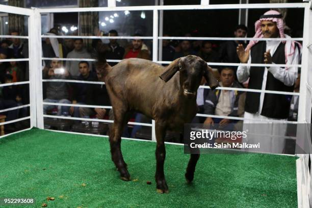 Goat is displayed on a stage for animal breeders and collectors during a rare levant goat auction and exhibition on April 2018, in Amman, Jordan....