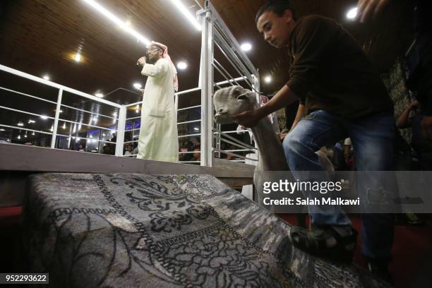 Goat is being brought for display on a stage for animal breeders and collectors during a rare levant goat auction and exhibition on April 2018, in...