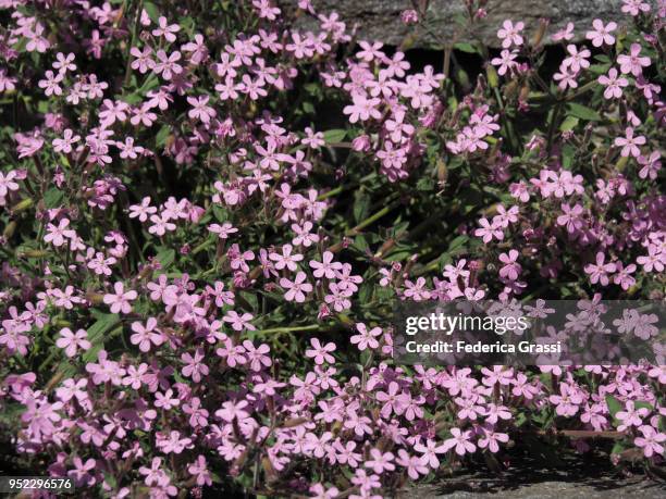pink cushion of androsace wild flowers - giumaglio stock pictures, royalty-free photos & images