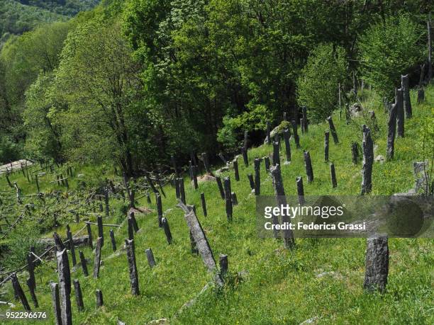 ancient abandoned vineyard in giumaglio, maggia valley - giumaglio stock pictures, royalty-free photos & images