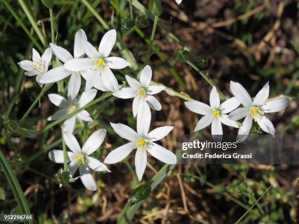 white flowers of allium ursinum - giumaglio stock pictures, royalty-free photos & images