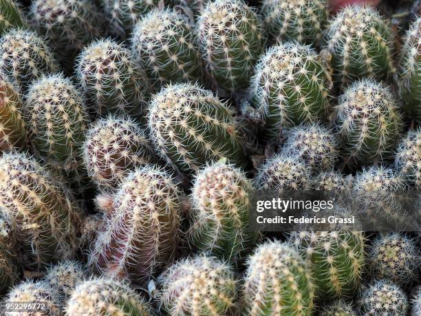 echinopsis chamaecereus - giumaglio stock pictures, royalty-free photos & images