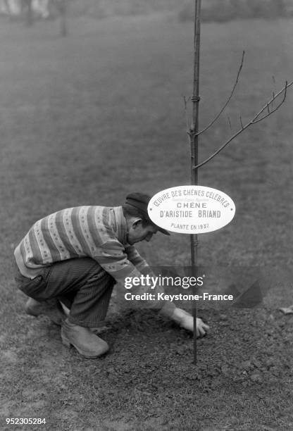 Le chêne d'Aristide Briand planté au Jardin du Trocadéro à Paris, France en janvier 1933.