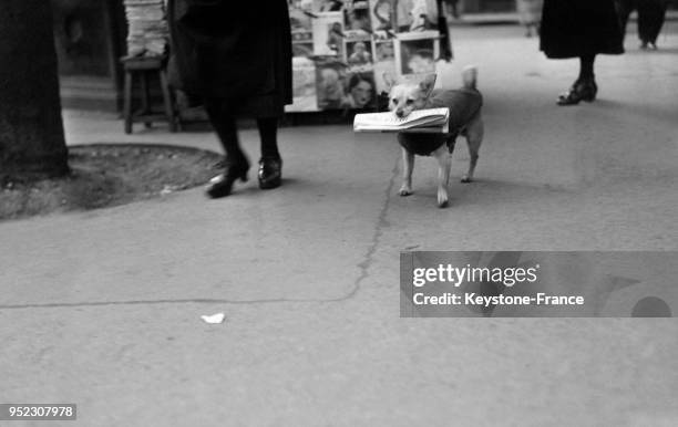 Une marchande de journaux a dressé un chien pour apporter des journaux aux clients, à Paris, France en 1934.