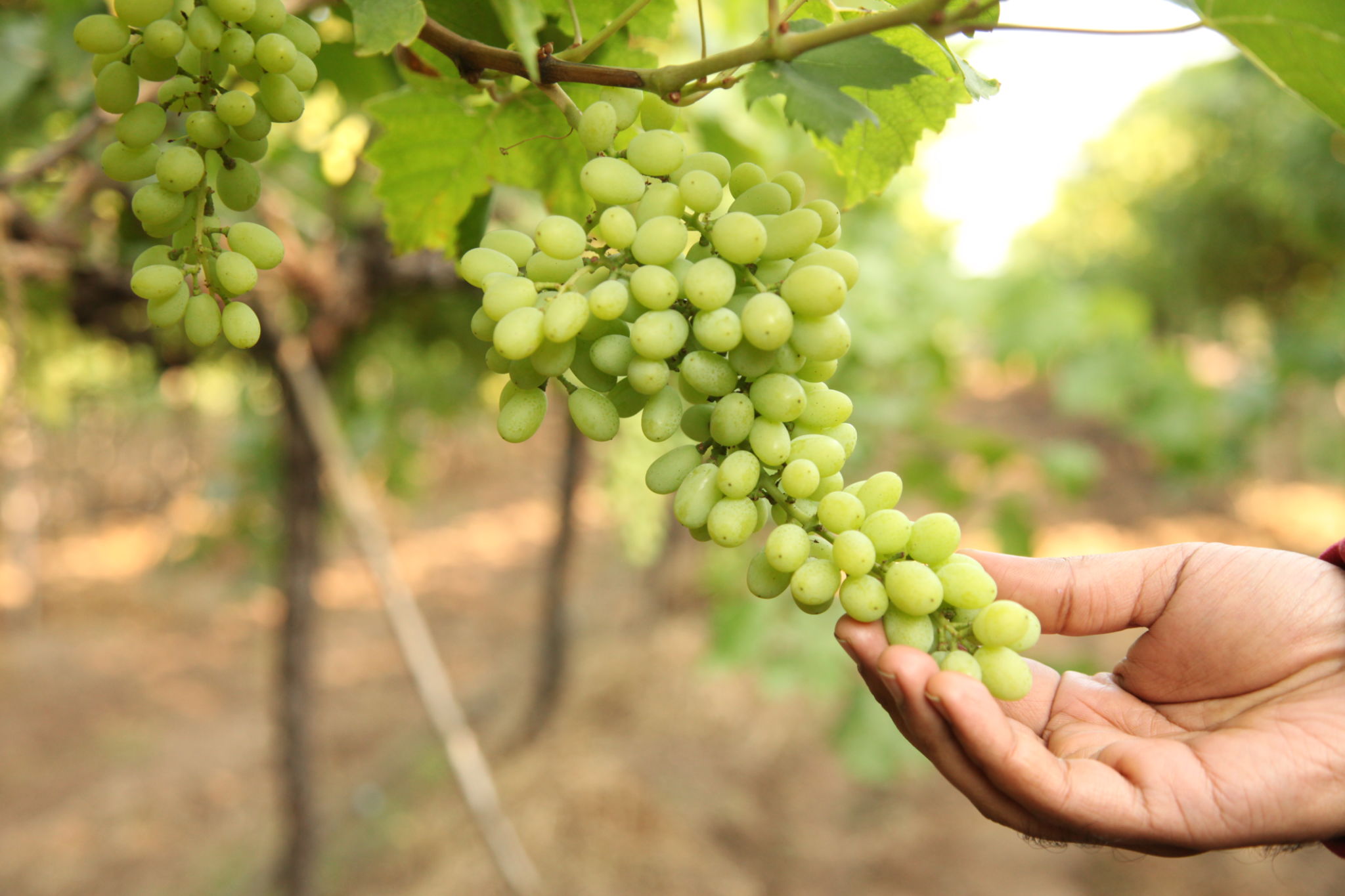 grapes quality improvement