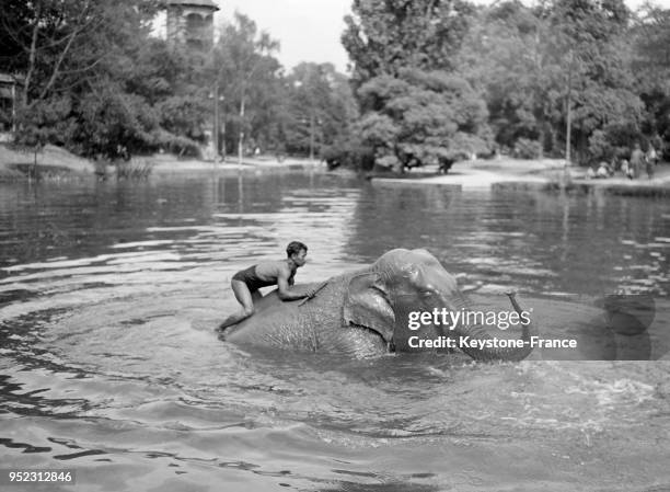 Eléphant avec sur son dos un homme prend le bain, au zoo du Jardin d'Acclimatation à Paris, France circa 1930.