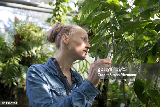 female biologist examining plant with tweezers in botanical garden - botaniste photos et images de collection