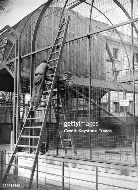 Des ouvriers installent le grillage de la nouvelle cage à singe au Jardin des Plantes à Paris, France en 1934.