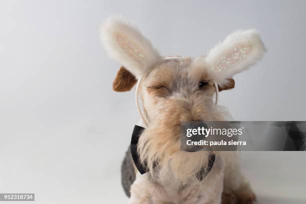 fox terrier wearing a bunny ears headband and a black bow tie - adorable bunnies stock-fotos und bilder