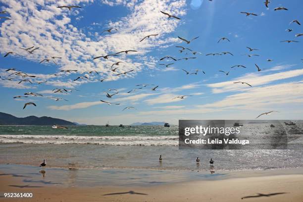 the flock of seagulls at dawn - garopaba stock pictures, royalty-free photos & images