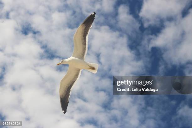 the free flight of a seagull - garopaba stock pictures, royalty-free photos & images