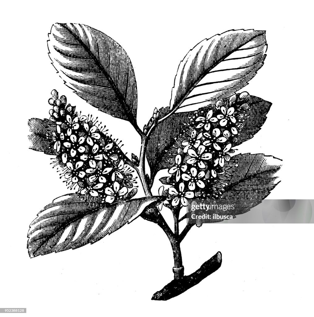 Botany plants antique engraving illustration: Cherry Laurel