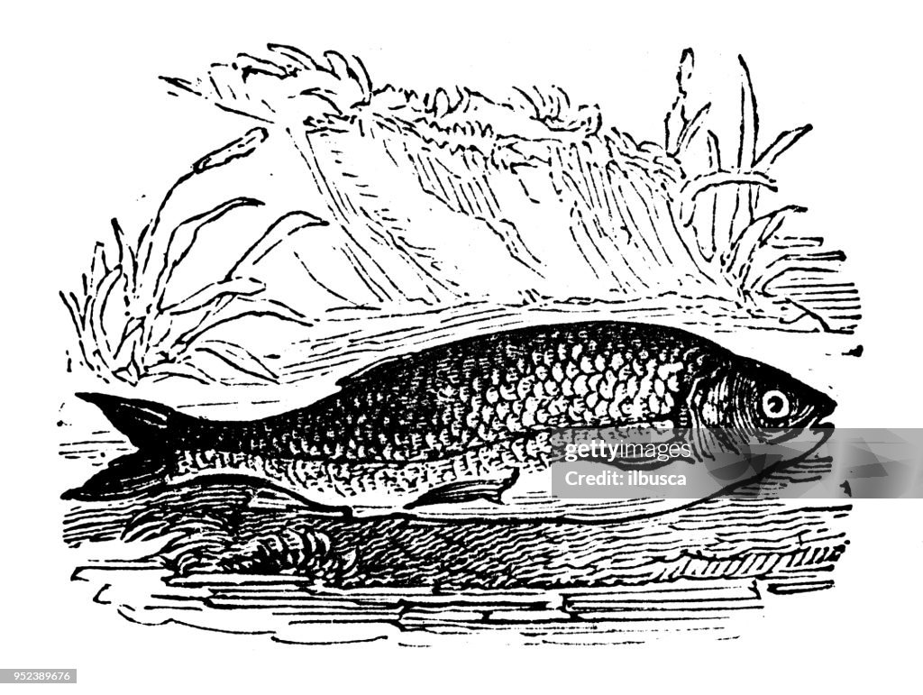 Animals antique engraving illustration: Chub