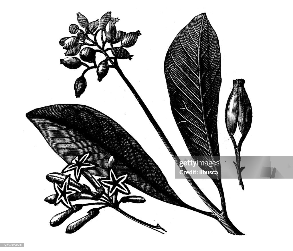Botany plants antique engraving illustration: Cinchona