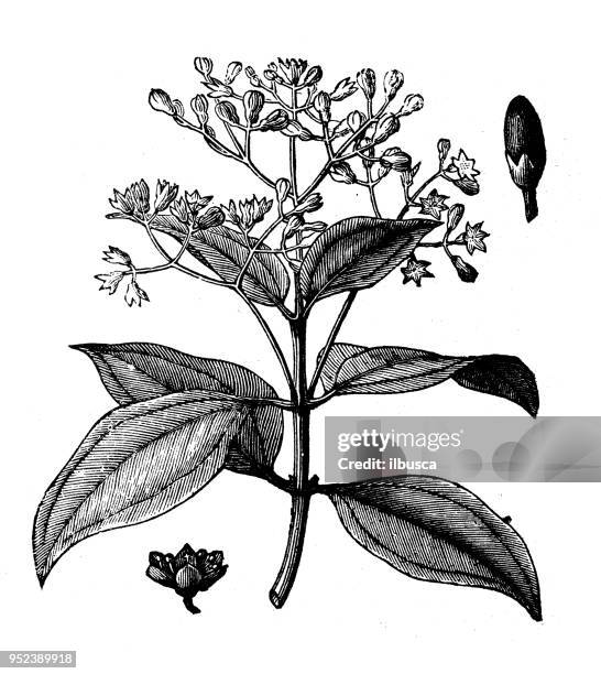botany plants antique engraving illustration: cinnamon - cinnamon stock illustrations