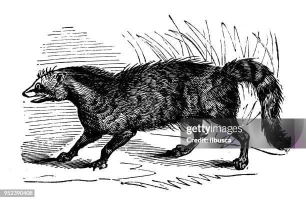 ilustraciones, imágenes clip art, dibujos animados e iconos de stock de animales antiguos ilustración grabado: civet - gato civeta