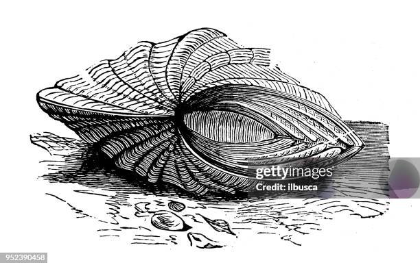212点のはまぐり料理イラスト素材 Getty Images 212点のはまぐり料理イラスト素材 Getty Images